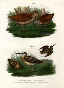 Chocha perdiz, 1864 de German School
